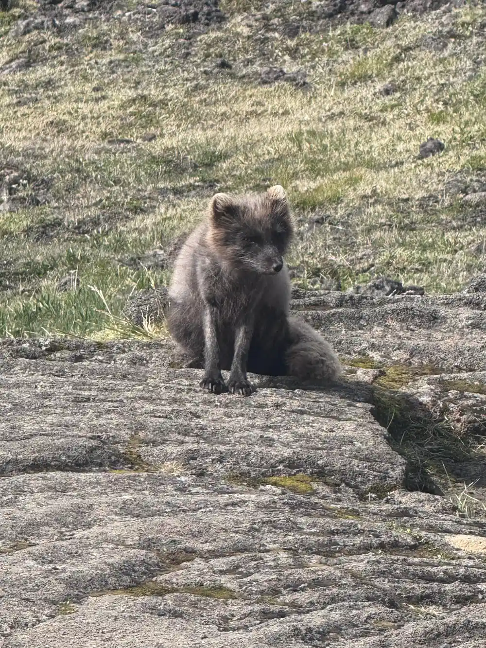 An arctic fox sitting on the moss beside the path