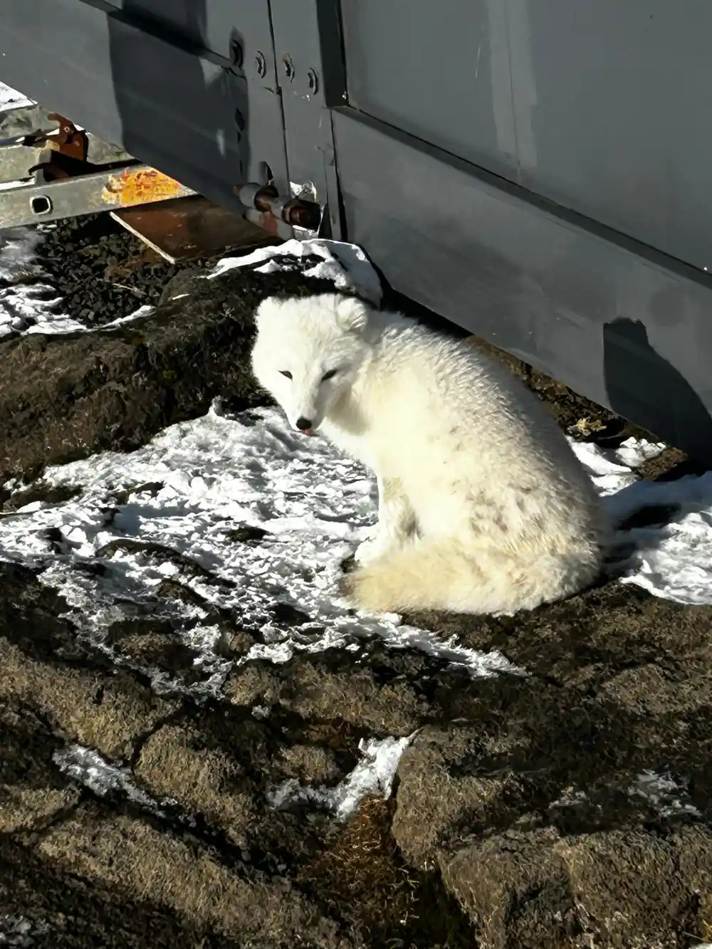 An arctic fox in white winter coat on snow-dusted lava